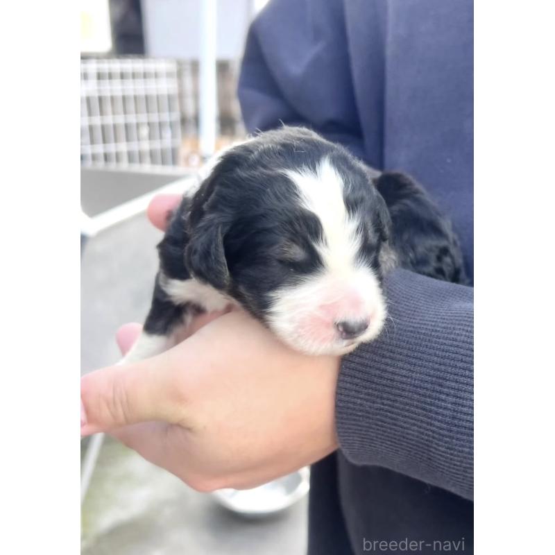 販売中の滋賀県のバーニードゥードル:バーニーズ×スタンダードプードル-443958の1枚目