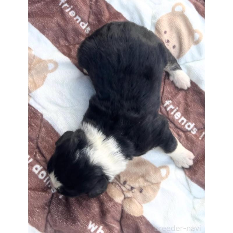 販売中の滋賀県のバーニードゥードル:バーニーズ×スタンダードプードル-443958の2枚目