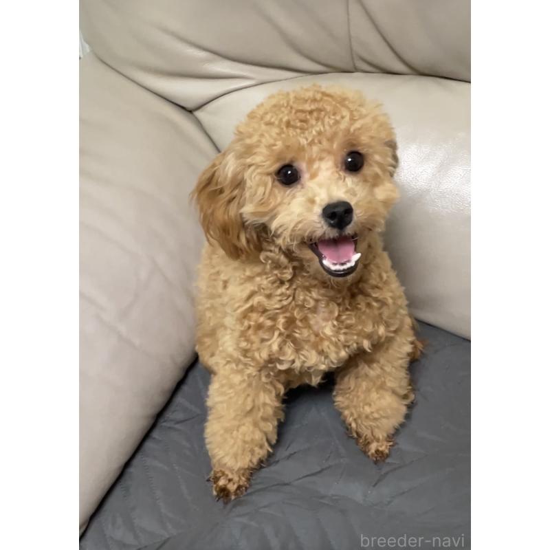 販売中の宮城県のトイプードル-418740の4枚目