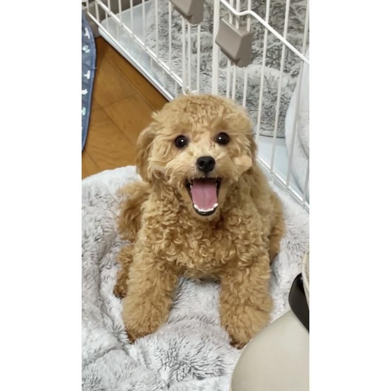 販売中の宮城県のトイプードル-418740の3枚目