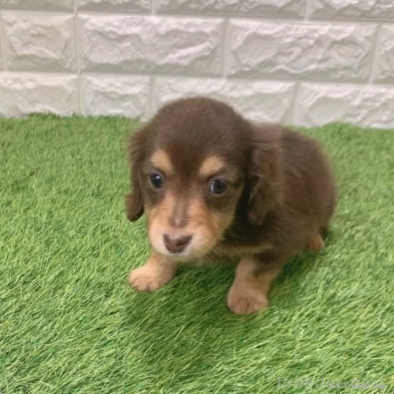 販売中の愛知県のミニチュアダックスフンド(ロングヘアード)-441574