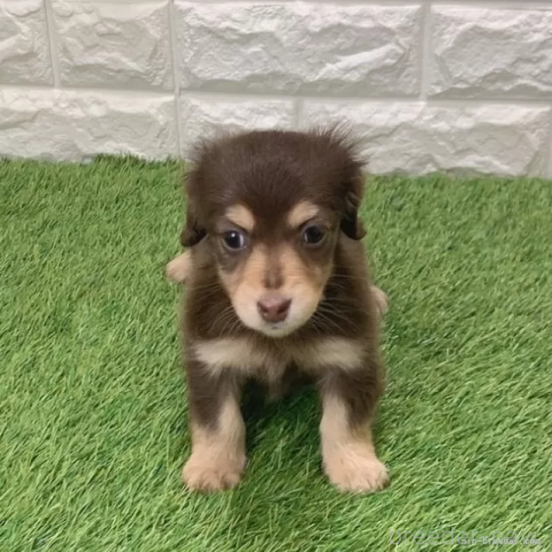 販売中の愛知県のミニチュアダックスフンド(ロングヘアード)-441580