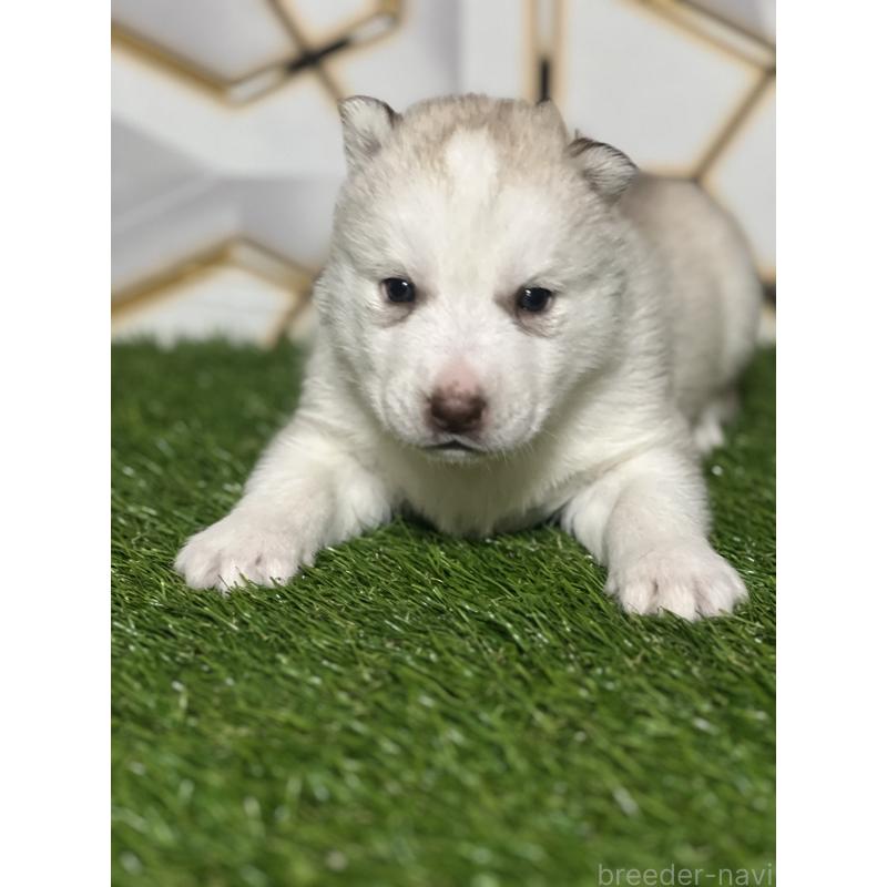 販売中の静岡県のシベリアンハスキー-441844の7枚目