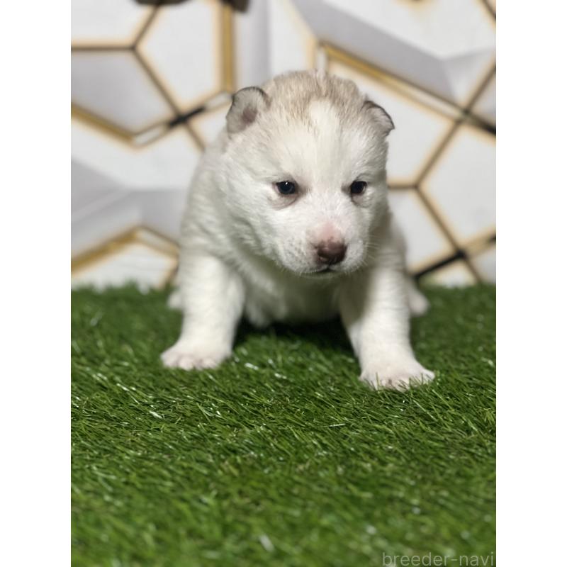 販売中の静岡県のシベリアンハスキー-441844の6枚目