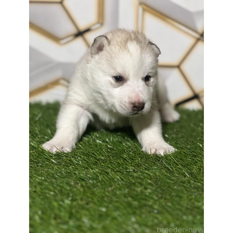 販売中の静岡県のシベリアンハスキー-441844の5枚目