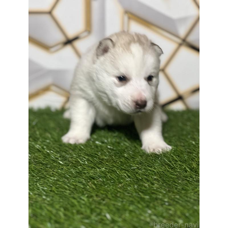 販売中の静岡県のシベリアンハスキー-441844の4枚目