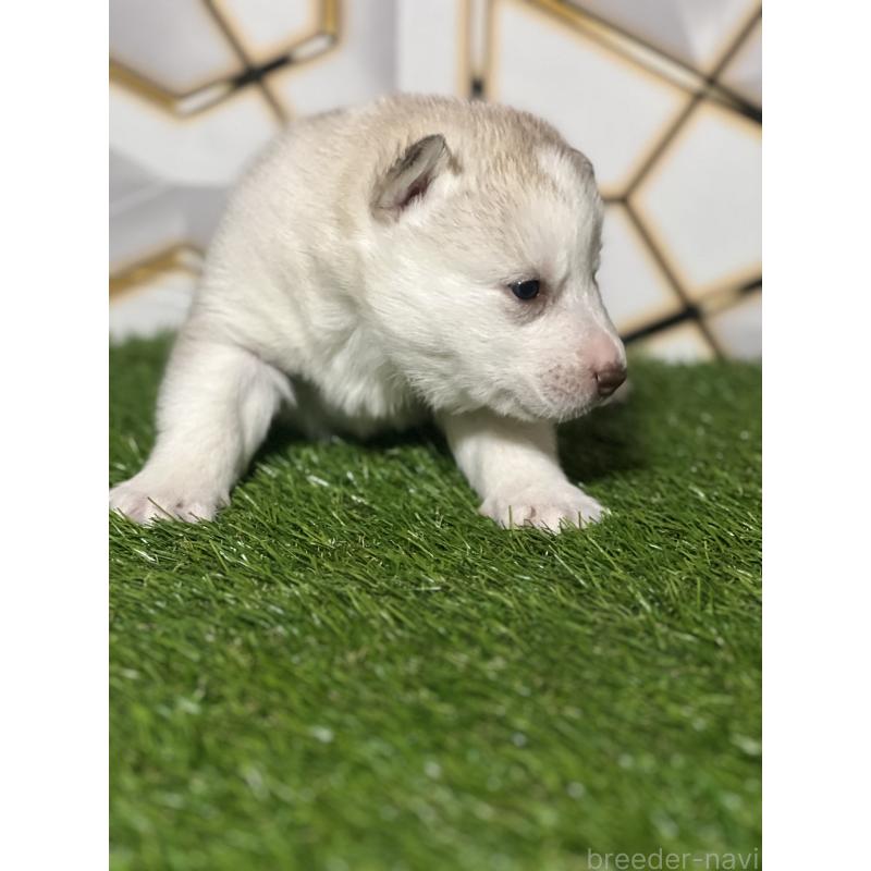 販売中の静岡県のシベリアンハスキー-441844の3枚目