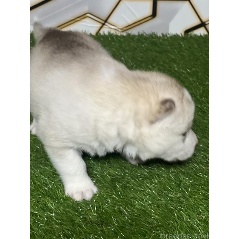 販売中の静岡県のシベリアンハスキー-441844の2枚目