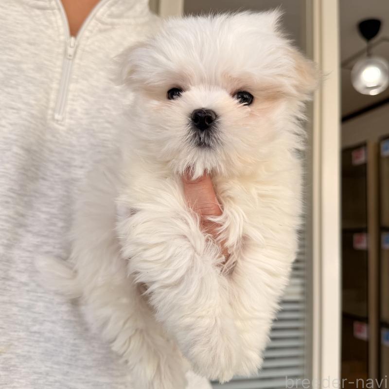 販売中の大阪府のマルチーズ-441850