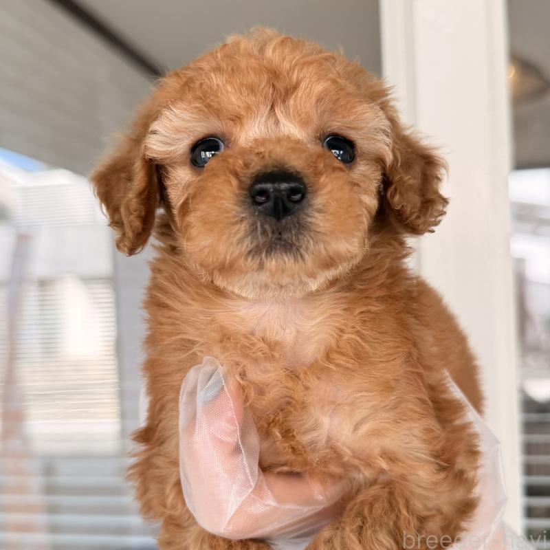 販売中の大阪府のトイプードル-443961