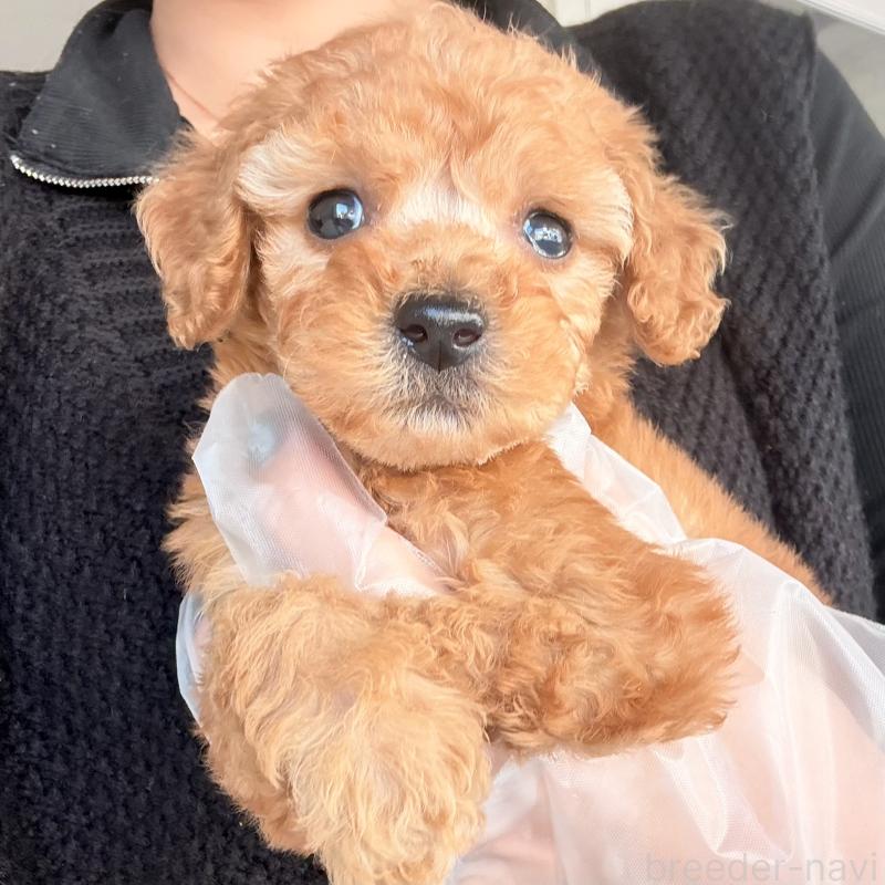 販売中の大阪府のトイプードル-443961の7枚目