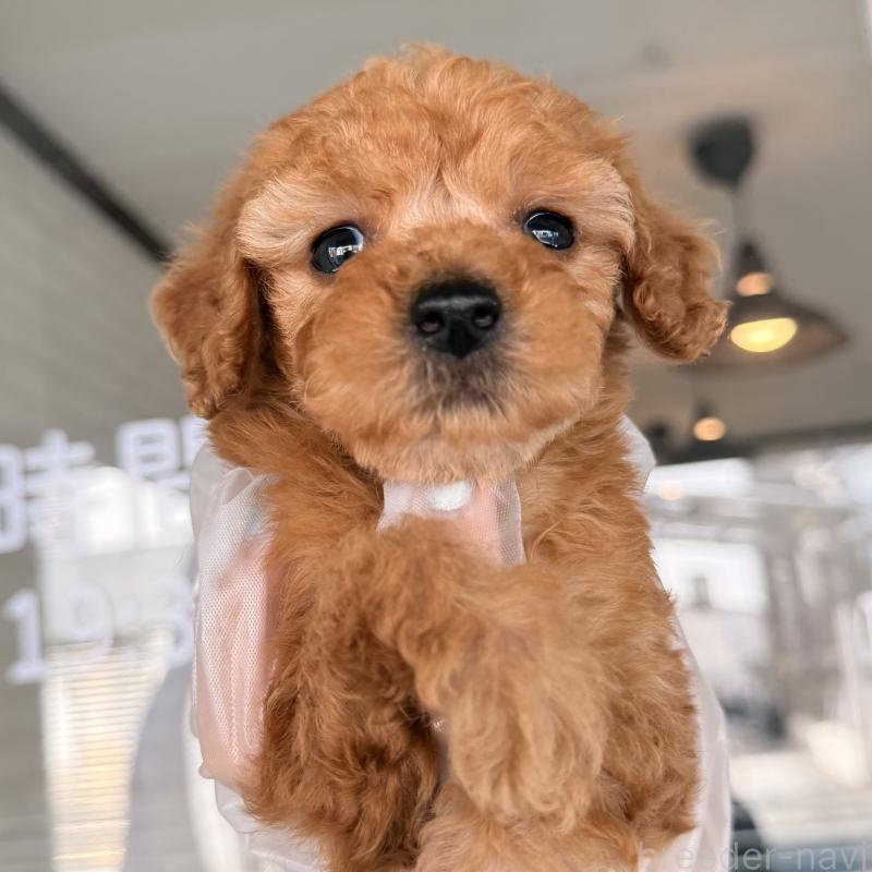 販売中の大阪府のトイプードル-443961の6枚目