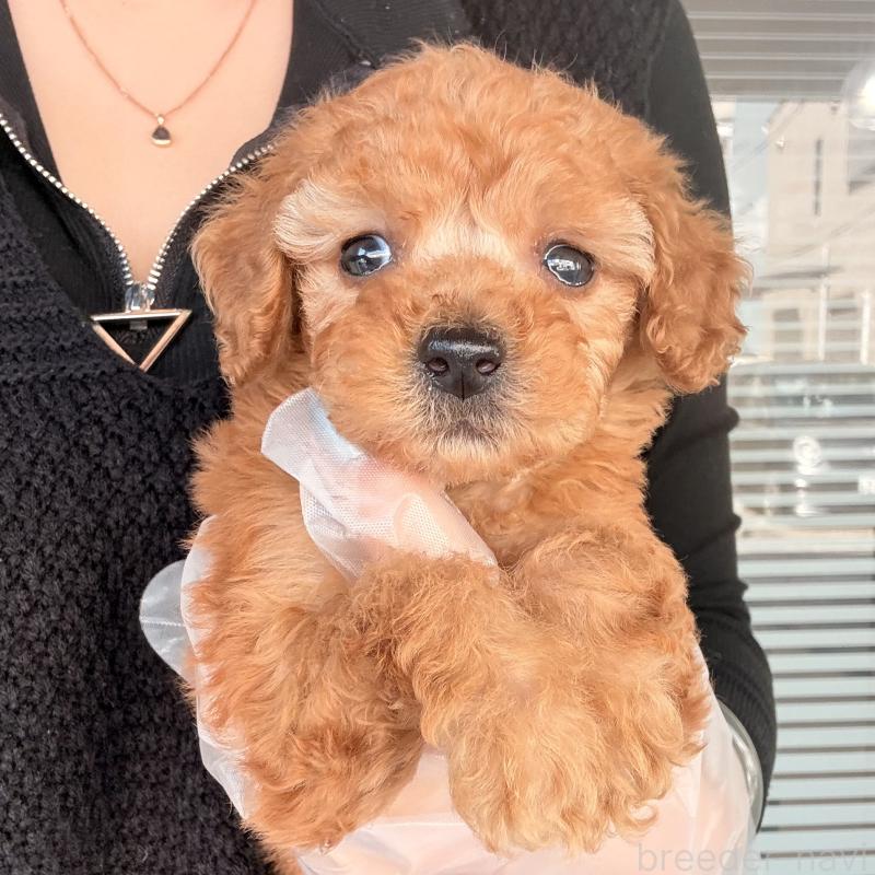 販売中の大阪府のトイプードル-443961の4枚目