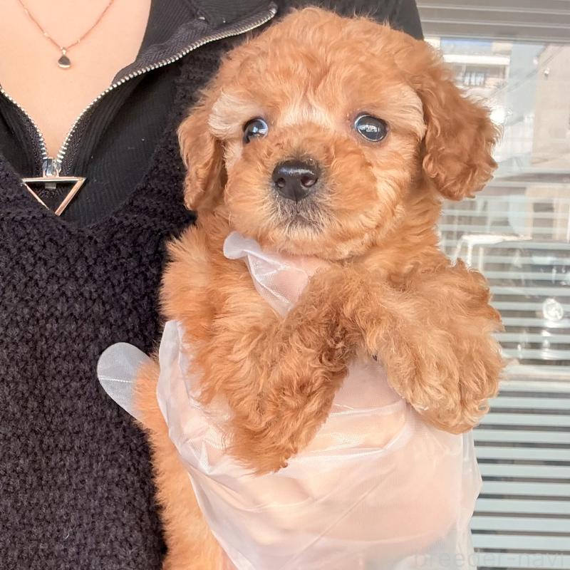 販売中の大阪府のトイプードル-443961の3枚目