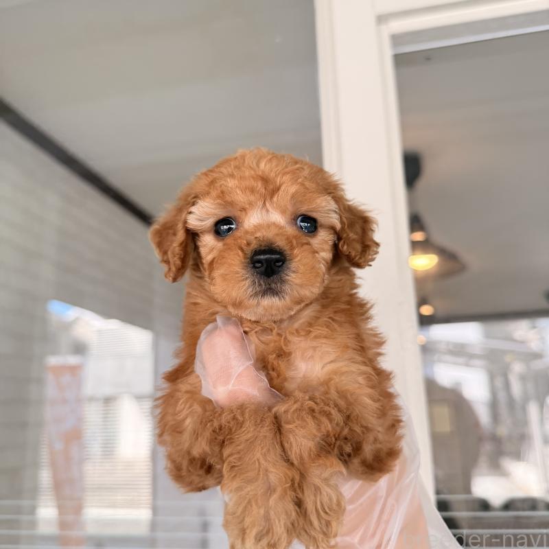 販売中の大阪府のトイプードル-443961の2枚目