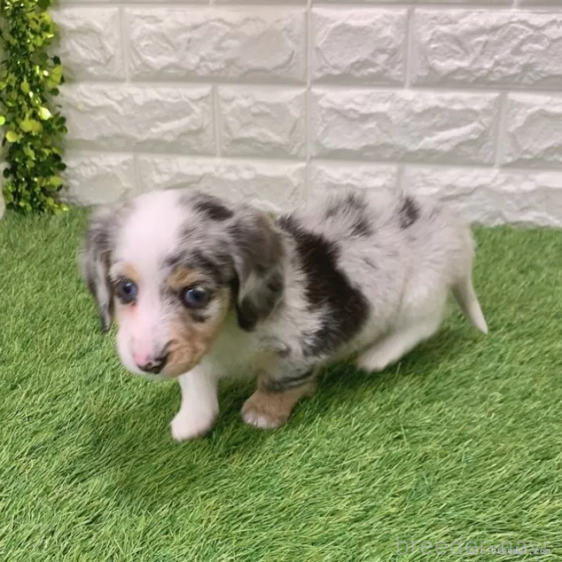 成約済の愛知県のミニチュアダックスフンド(ロングヘアード)-441548の5枚目