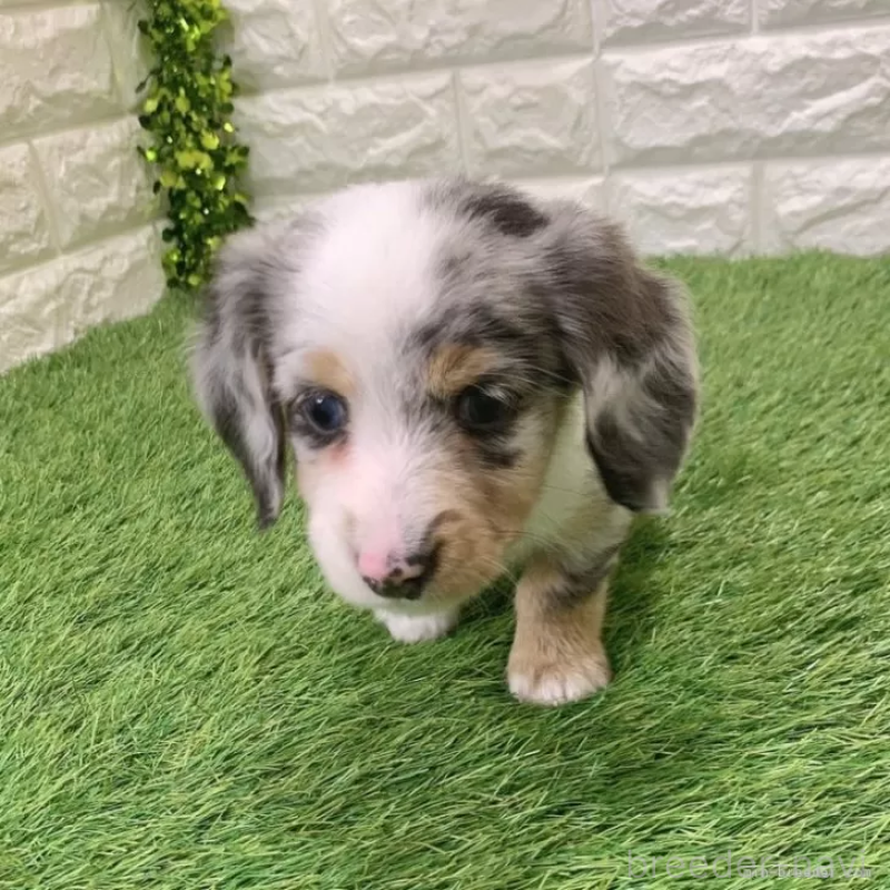 成約済の愛知県のミニチュアダックスフンド(ロングヘアード)-441548の3枚目