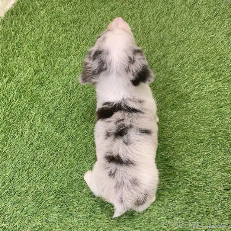 成約済の愛知県のミニチュアダックスフンド(ロングヘアード)-441548の2枚目