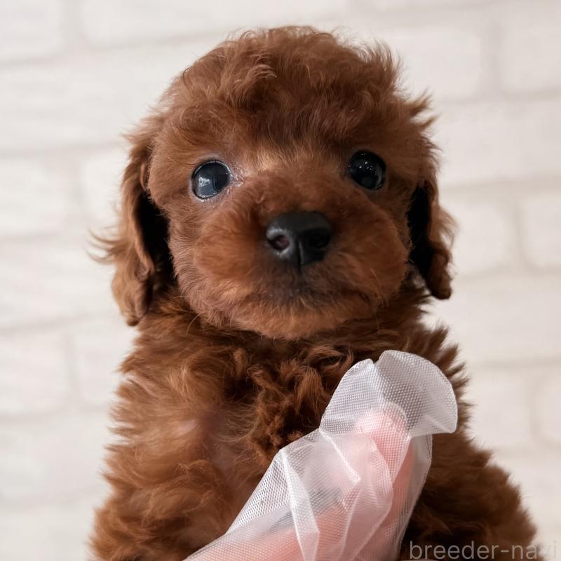 販売中の大阪府のトイプードル-443962の8枚目