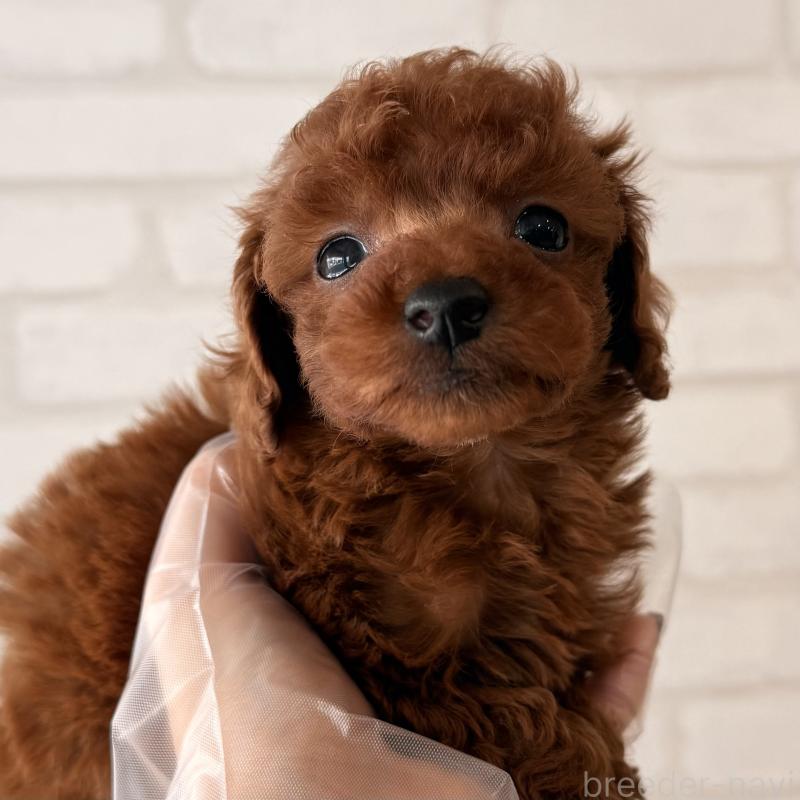 販売中の大阪府のトイプードル-443962の7枚目