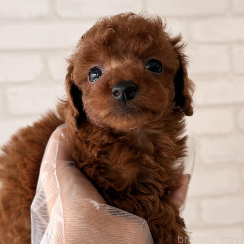 販売中の大阪府のトイプードル-443962の6枚目