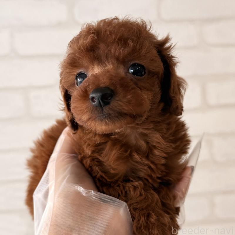 販売中の大阪府のトイプードル-443962の5枚目