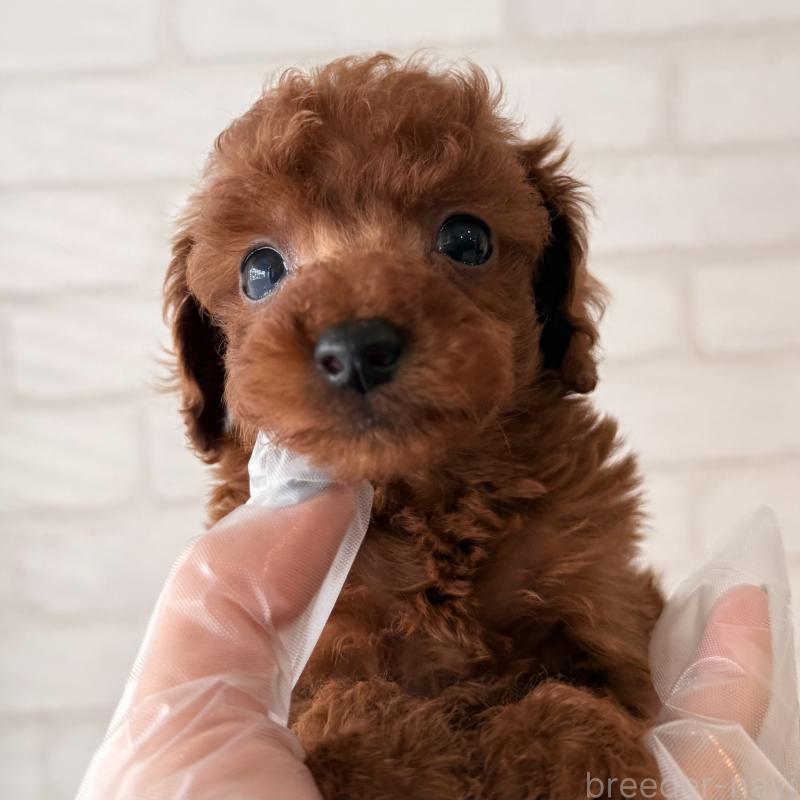 販売中の大阪府のトイプードル-443962の3枚目