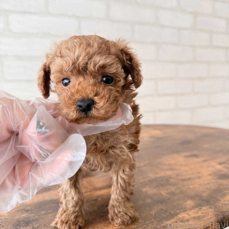 販売中の大阪府のトイプードル-443964の11枚目