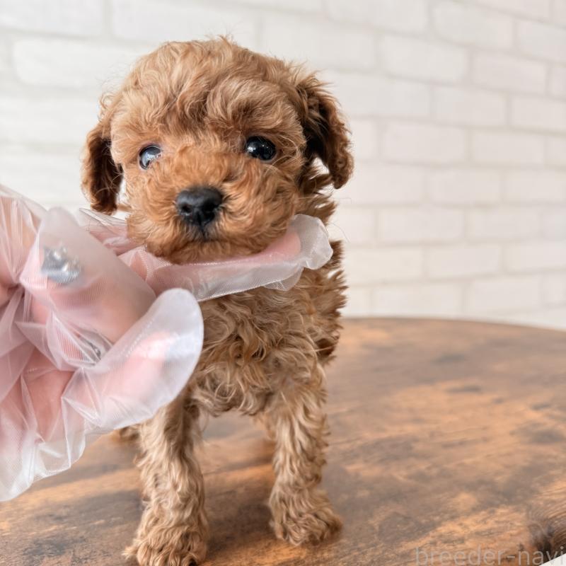 販売中の大阪府のトイプードル-443964の10枚目