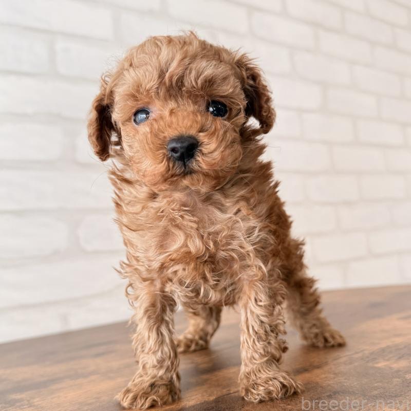 販売中の大阪府のトイプードル-443964の9枚目