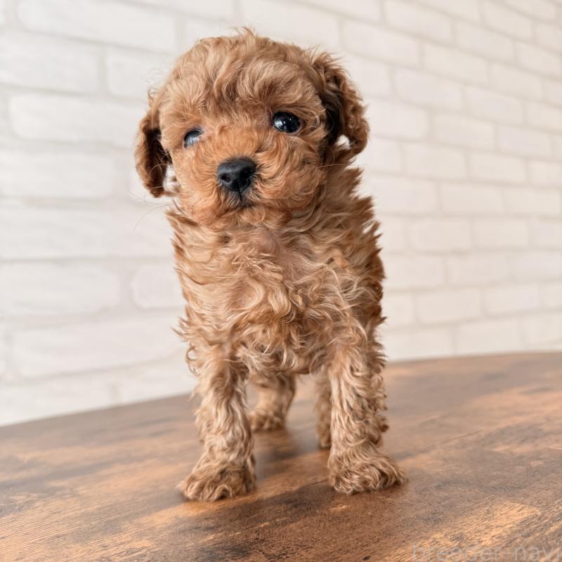 販売中の大阪府のトイプードル-443964の8枚目