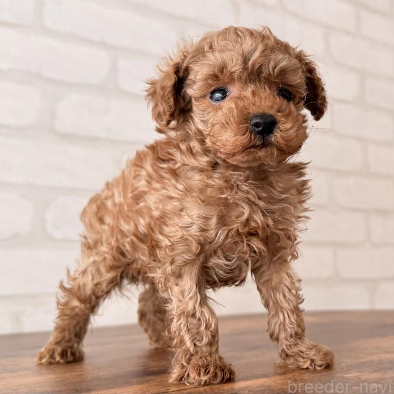 販売中の大阪府のトイプードル-443964の7枚目