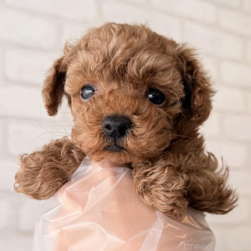 販売中の大阪府のトイプードル-443964の6枚目