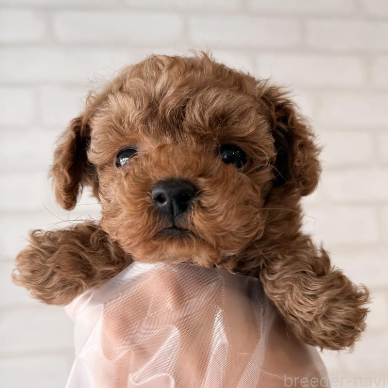 販売中の大阪府のトイプードル-443964の5枚目