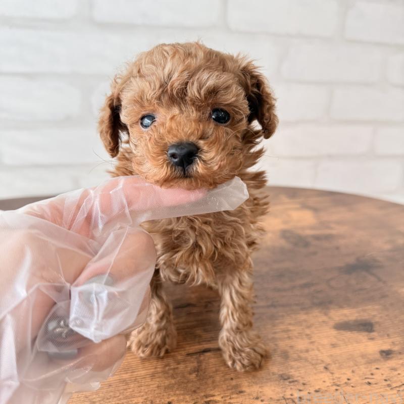 販売中の大阪府のトイプードル-443964の4枚目