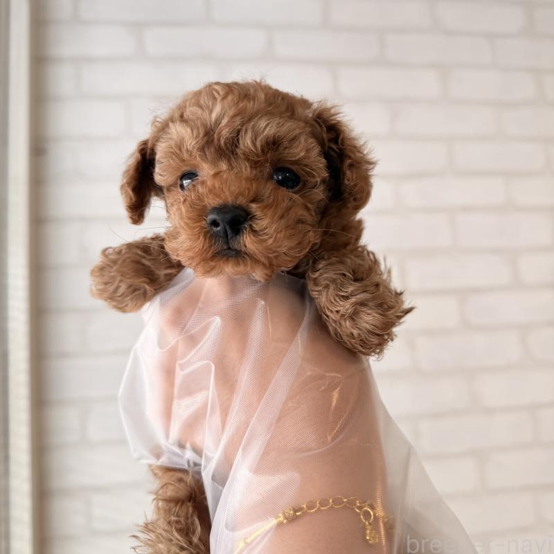 販売中の大阪府のトイプードル-443964の2枚目