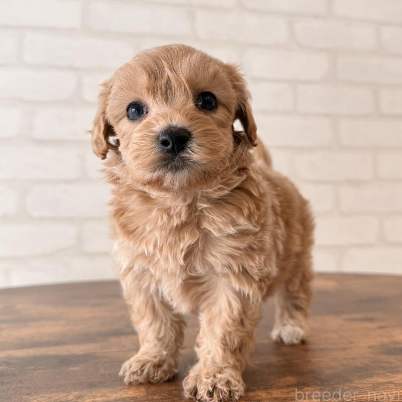 販売中の大阪府のマルプー:マルチーズ×トイプードル-443965の9枚目