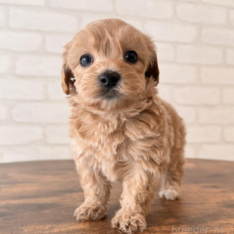 販売中の大阪府のマルプー:マルチーズ×トイプードル-443965の1枚目