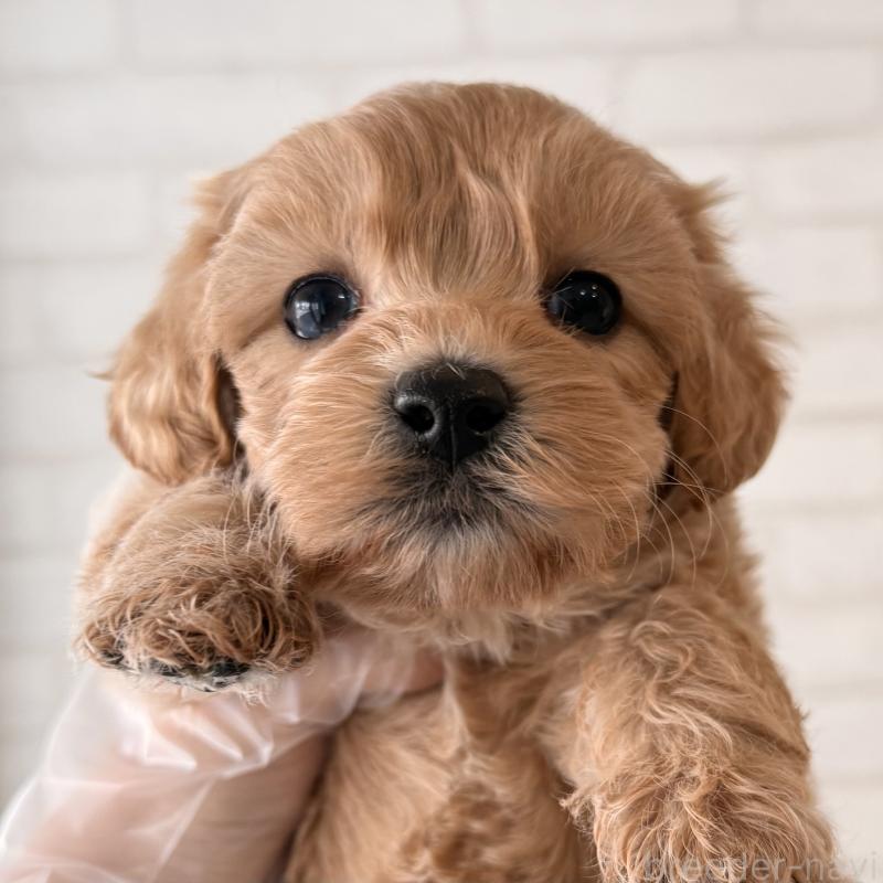 販売中の大阪府のマルプー:マルチーズ×トイプードル-443965の8枚目