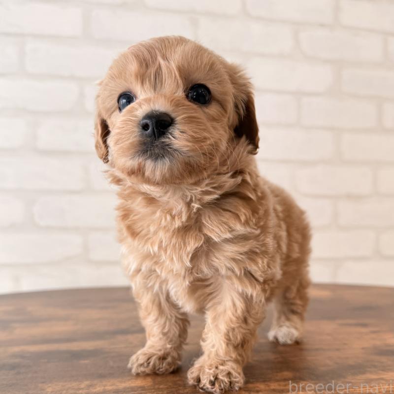 販売中の大阪府のマルプー:マルチーズ×トイプードル-443965の6枚目