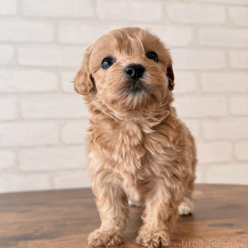 販売中の大阪府のマルプー:マルチーズ×トイプードル-443965の5枚目