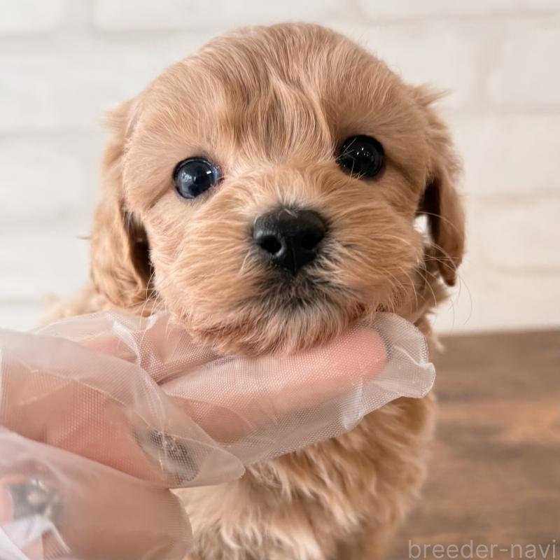 販売中の大阪府のマルプー:マルチーズ×トイプードル-443965の4枚目