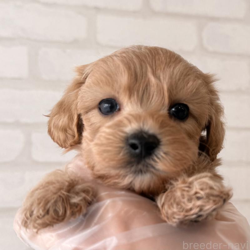 販売中の大阪府のマルプー:マルチーズ×トイプードル-443965の3枚目