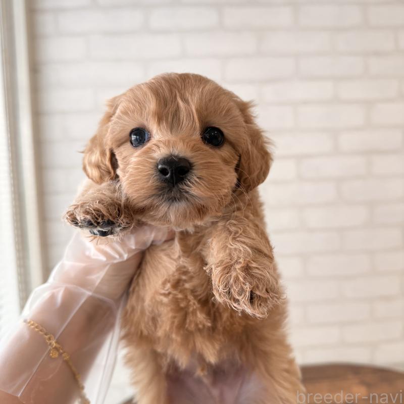 販売中の大阪府のマルプー:マルチーズ×トイプードル-443965の2枚目