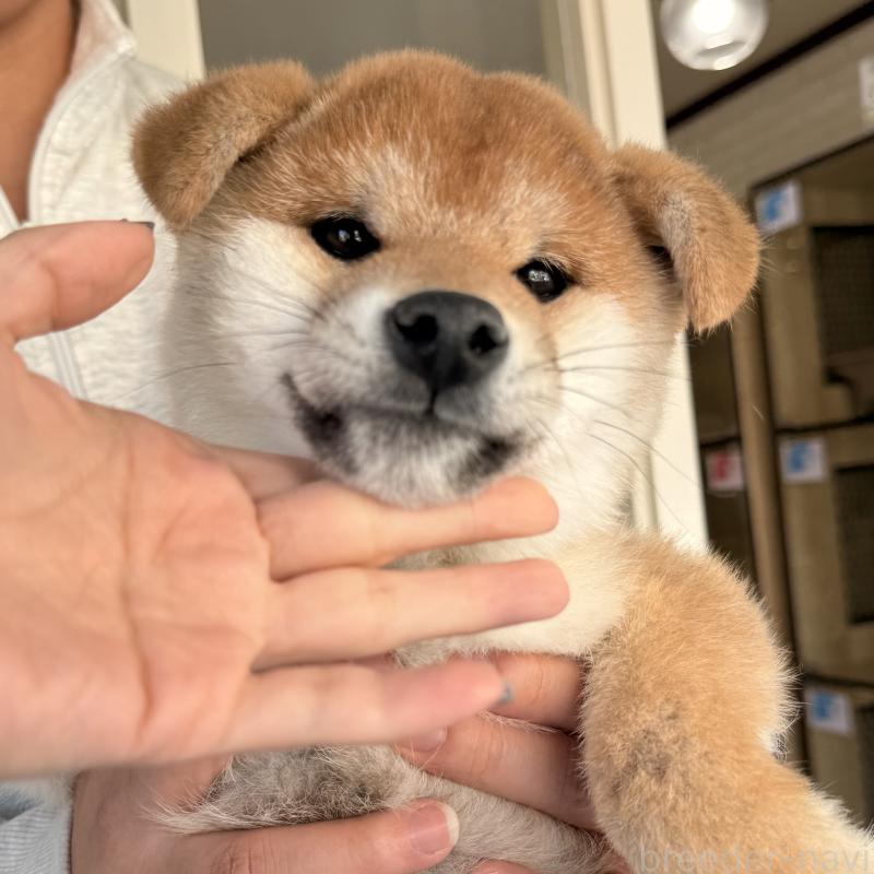 販売中の大阪府の柴犬-430995の6枚目