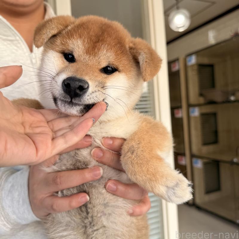 販売中の大阪府の柴犬-430995の4枚目