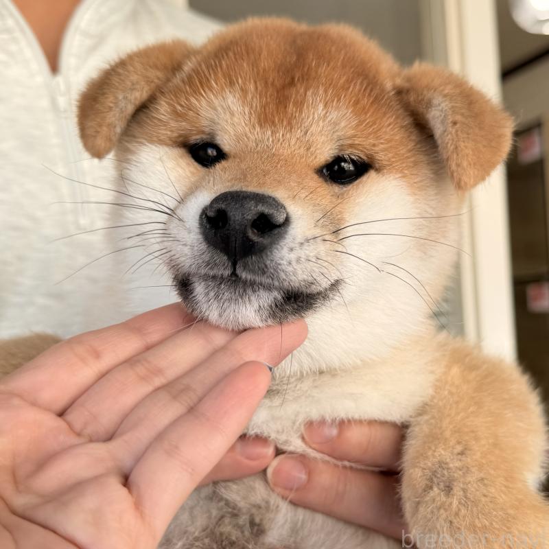 販売中の大阪府の柴犬-430995の3枚目