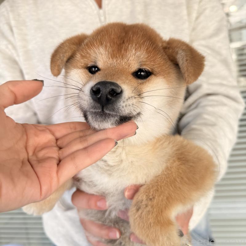 販売中の大阪府の柴犬-430995の2枚目