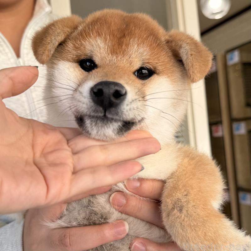 販売中の大阪府の柴犬-430995