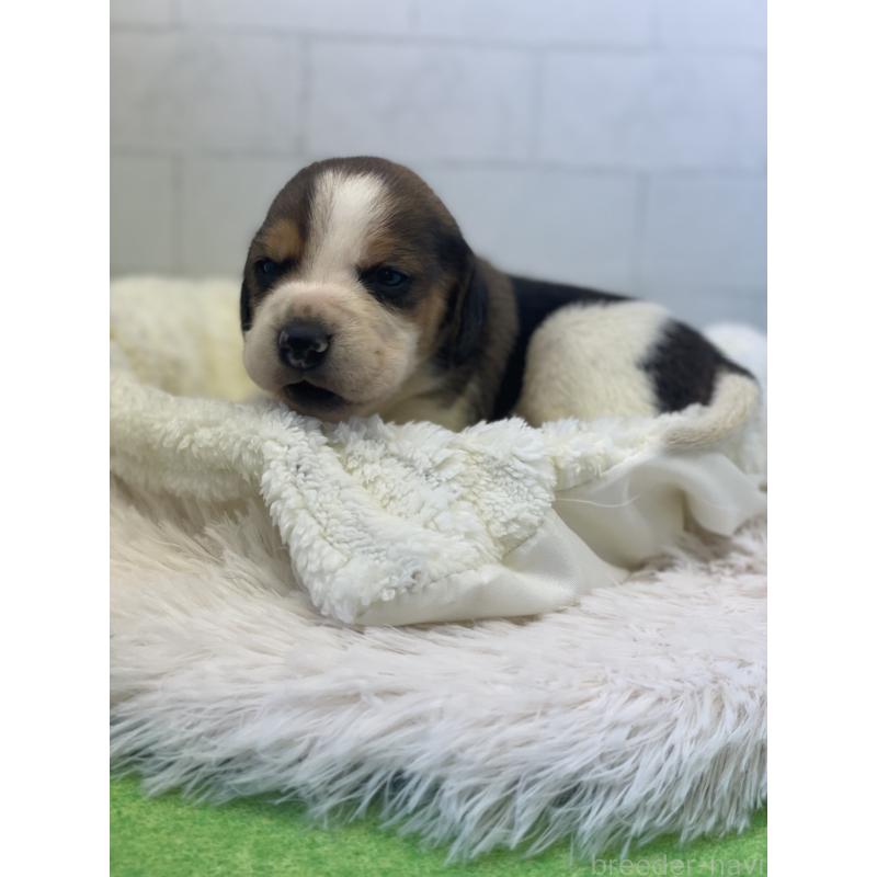 販売中の千葉県のビーグル-443970の3枚目